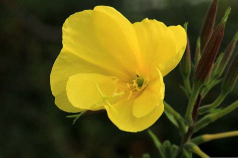 Samen Gemeine Nachtkerze Oenothera Biennis Heilpflanze Essbare