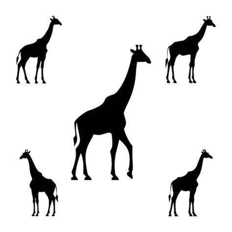 Premium Vector Giraffe Silhouette Set On White Background Vector Art