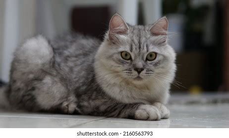 Cute Gray Persian Kitten Playing On Stock Photo 2160563793 | Shutterstock