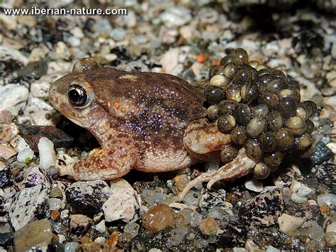 [Male] Midwife toad (Alytes cisternasii), Cáceres, Spain © Jesús Porras ...