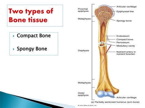 PPT - BONE HISTOLOGY PowerPoint Presentation, free download - ID:9540253