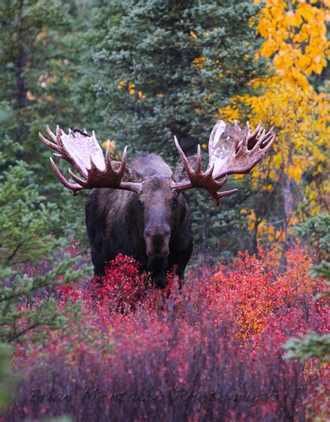 Brian Montalbo Photography Alaska Animals