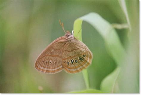 10 Endangered Butterflies and Their Host Plants - Save Our Monarchs