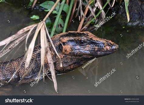 Names Asian Monitor Lizard Malayan Water Stock Photo