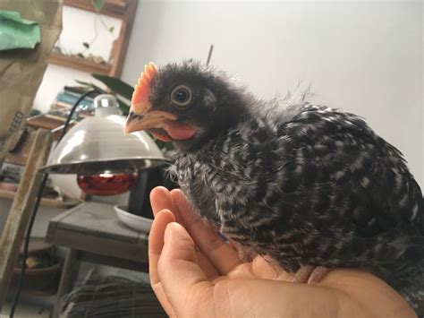 Did I Get Three Black Sex Link Roosters Backyard Chickens Learn How To Raise Chickens