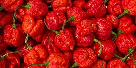 How to Grow a Carolina Reaper Plant - Backyard Eden