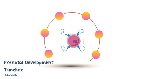 Prenatal Development Timeline by Bella Watts on Prezi