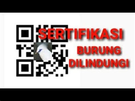 Wajib Mengurus Dan Memiliki Sertifikat Burung Langka Bksda Youtube