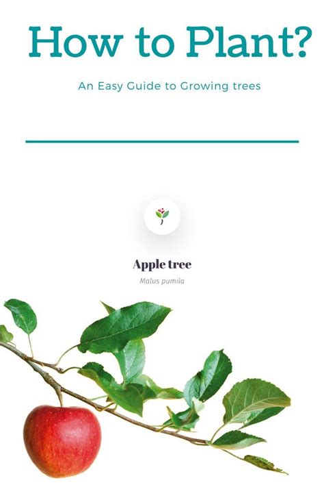 How to Plant an Apple Tree? | Apple tree, Growing tree, Bonsai garden