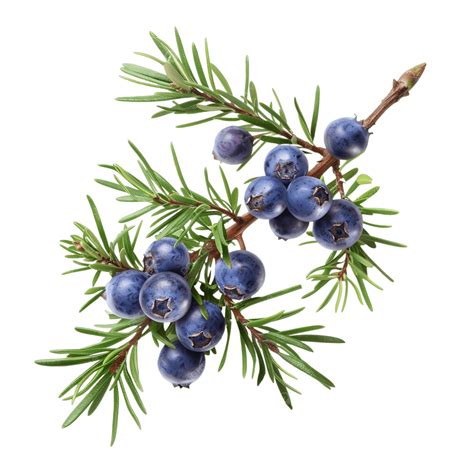 juniper berries clipart