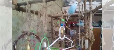 Игровой стенд для попугая купить в Калининграде | Животные и зоотовары ...