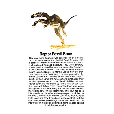 Raptor Bone - Fossil