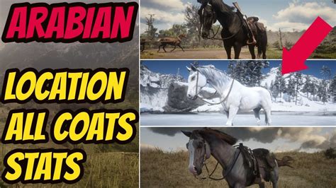 Arabian Horse Rdr2 Horse Breeds Coats Locations Stats – Otosection