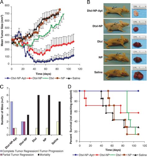 Comparative Efficacy Study In Lncap S C Xenograft Nude Mouse Model Of