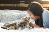 What Cat Breeds Like To Cuddle 15 Most Affectionate Personalities