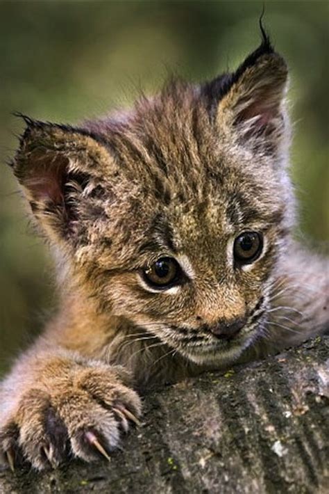 Baby Lynx Baby Lynx Animals Wild Cute Animals Beautiful Cats