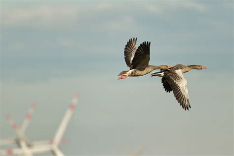 Burung Burung Angsa Greylag Foto Gratis Di Pixabay Pixabay