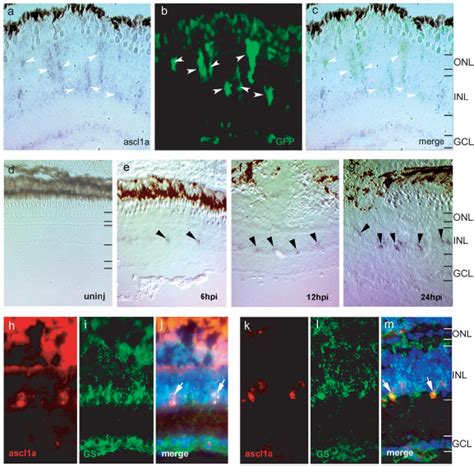 Ascl1a Is Induced In Proliferating Müller Glia Following Retinal Injury