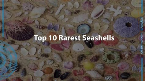 Top 10 Rarest Seashells Youtube