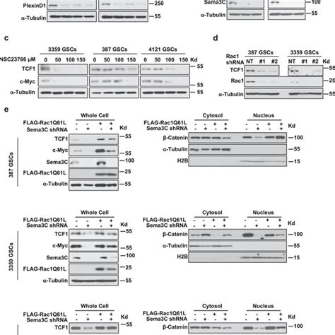 Sema3c Promotes β Catenin Nuclear Localization A Western Blots Of Download Scientific Diagram