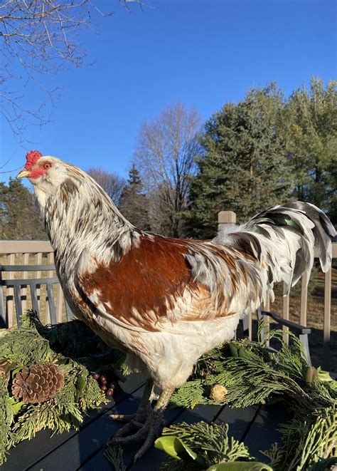 My Tractor Supply Easter Egger Pullet Had A Fancy Glow Up R