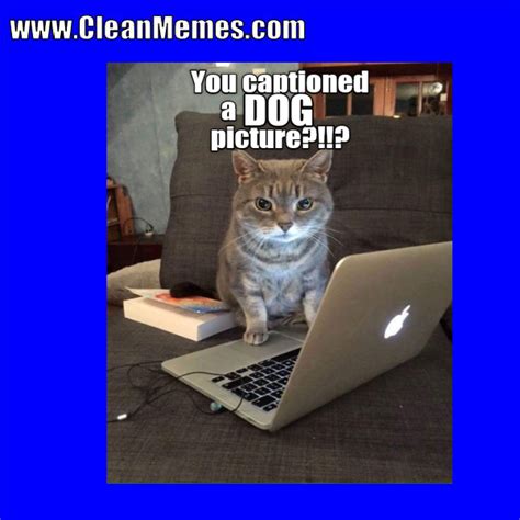 Cat Memes – Page 12 – Clean Memes