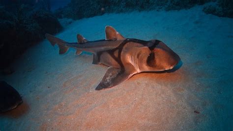 Jervis Bay Port Jackson Sharks Youtube