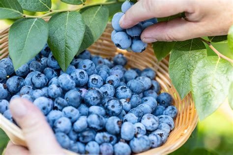 Growing Blueberries A Guide To Abundant Harvests South Elmonte