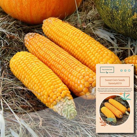 Sweet Corn Seeds Vegetable Seeds019 Shopee Philippines