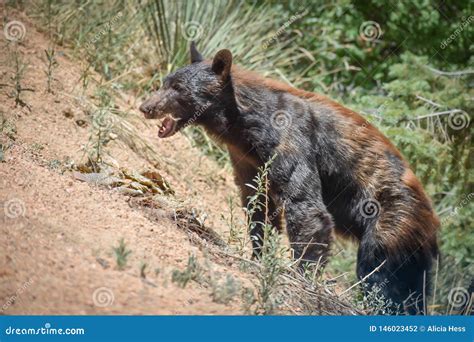 Bear Open Mouth Stock Photos - Download 724 Royalty Free Photos