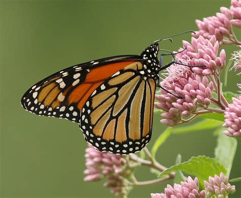 Monarch Male Eric Curtis Reuter Flickr