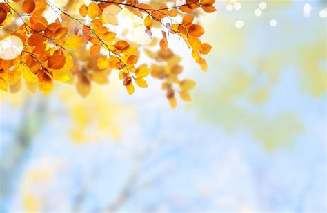 Premium Photo | Fresh yellow maple fall tree foliage on pale cloudy sky