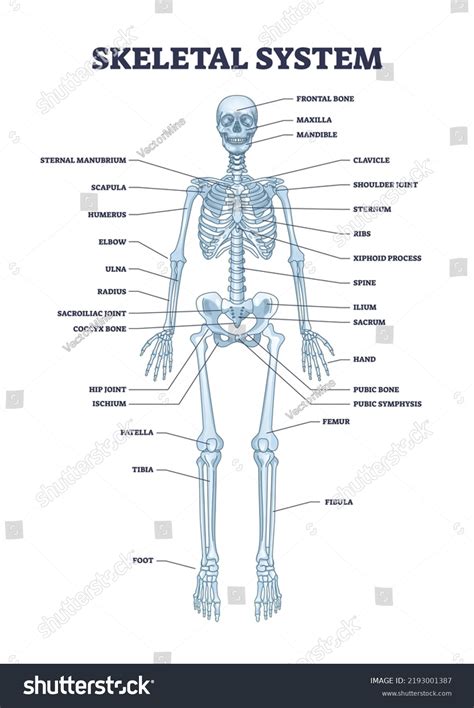 4 821 Human Skeletal System Hand Images Stock Photos Vectors