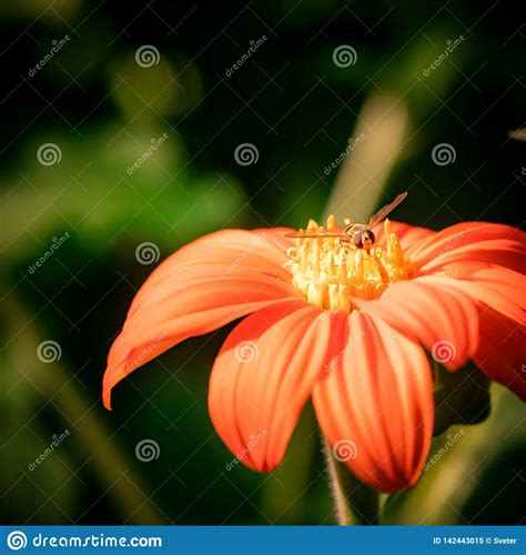 Zinnia Amarillo Estrecho Con Hojas P Talos Hermosos Grandes De La Flor