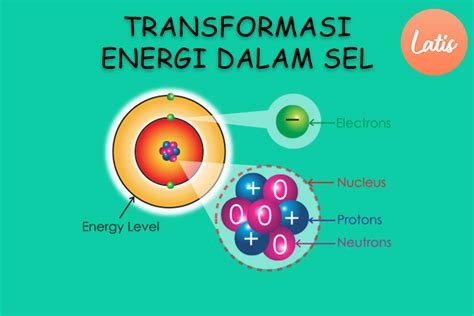 Transformasi Energi Dalam Sel Ipa Kelas 7 Smp Latiseducation