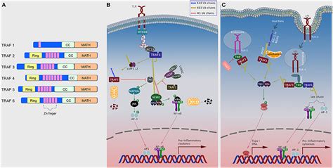 Frontiers The Evolving Role Of TRAFs In Mediating Inflammatory Responses