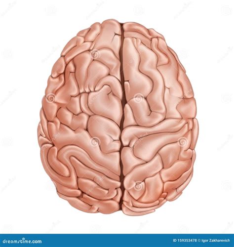 The Human Brain Top View Medical Didactic Anatomy Illustration Stock