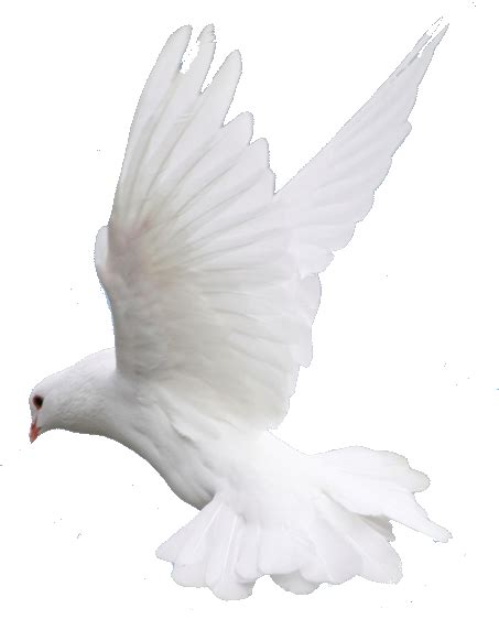 Download Fly Flying Dove White Dove Flying Png Transparent Png