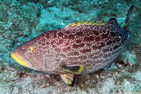 Types Of Grouper In Florida A Short Guide Updated 2023