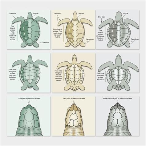 Sea Turtle Species Identification | Sea turtle species, Turtle, Sea turtle