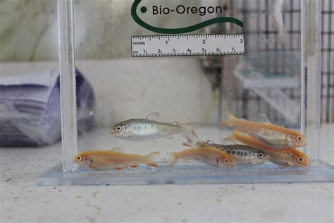 Fin Study At Ennis National Fish Hatchery Juvenile Rainbow Flickr