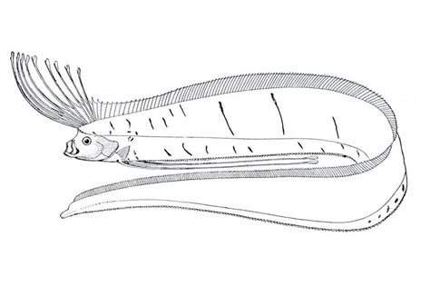 Cartoon Deep Sea Fish Coloring Page Colouringpages Porn Sex Picture