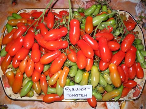 Томат Фляшен томатен (Flaschen Tomaten) - купити насіння овочів з ...
