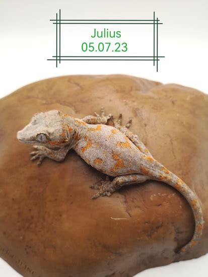 Orange Blotch Gargoyle Gecko Possible Male By Reptile Temple