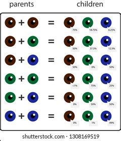 Baby Eye Color Calculator Chart And Predictor Momjunction Babys Eye