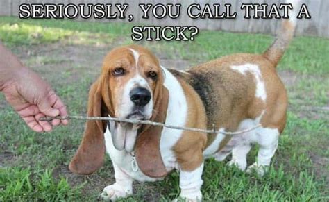 Funniest Beagle Meme - K9nerds.com