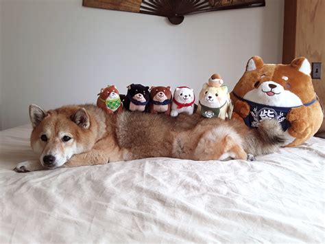 Shiba Inu Plush Toys - My First Shiba Inu