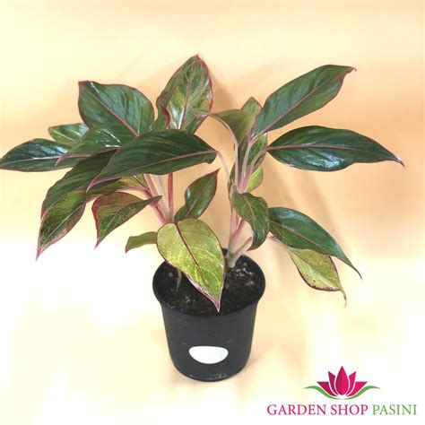 Aglaonema King Of Siam Garden Shop Pasini