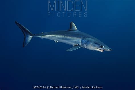 stock photo - Minden Pictures