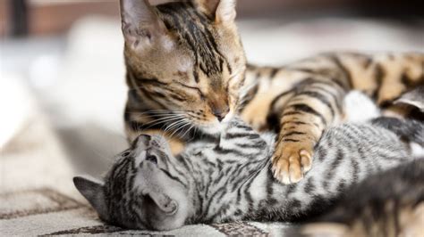 Bengal Cat Vs Tabby Revealing The Distinct Differences